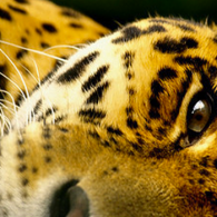 eye of the tiger